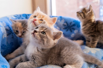Striped, red, gray little adorable kittens  © Natalia