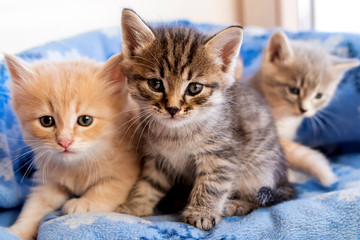Striped, red, gray little adorable kittens  © Natalia