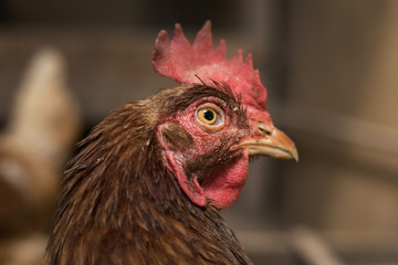 Close up portrait of hen (hampshire) in free breeding (free range). Brown hen posing to camera in breeding house . Illuminated and isolated hen resting in the hen house.