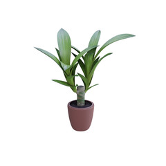 Fototapeta na wymiar Pot plant isolated on white background for decoration design.