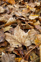 autumn leaves