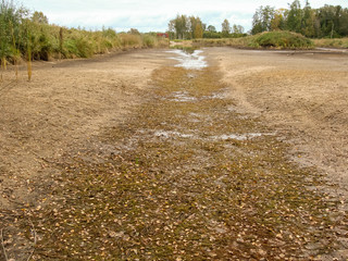 landscape with land and a pond without water, grass and reeds on shore