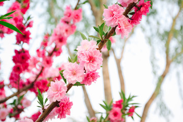 Blossoms on a tree in Beijing, China