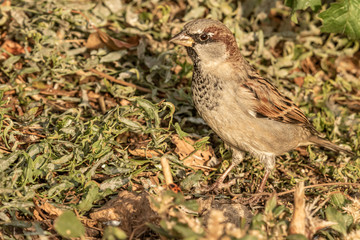 House sparrow or Passer domesticus. Sparrow family Passeridae