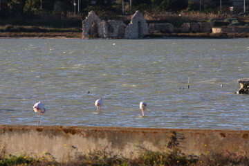 fenicotteri rosa