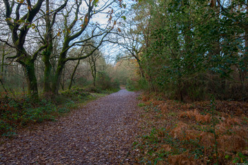 foret de broceliande 3