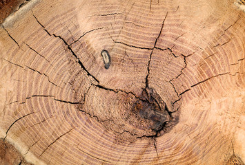 Fototapeta premium der Querschnitt eines Baumstamm, Holz Textur