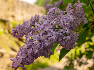 picture with pink flower fragments on a fuzzy background