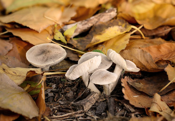 Pilz, Pilze bevölkern den Wald und erfüllen ihn mit Leben