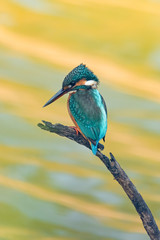 Colorful Common Kingfisher perching on a perch watching for prey