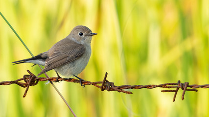 Female Taiga Flycatcher perching on barb wire looking into a distance