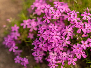 Fototapeta premium picture with pink flower fragments on a fuzzy background