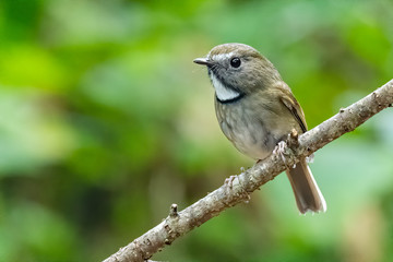 White-gorgetted Flycatcher perching on a perch looking into a distance