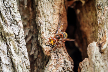 Hornissen kommen aus ihrem Bau in einem hohlen Baumstamm