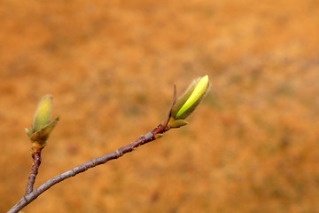 Magnolia flower buds in the field