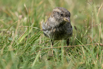 House sparrow or Passer domesticus. Sparrow family Passeridae