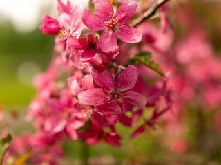 picture with pink flower fragments on a fuzzy background