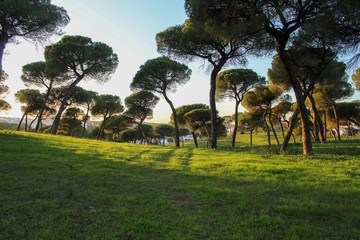 Amazing landscape whit plants and animals