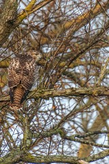 Hawk waiting for breakfast 