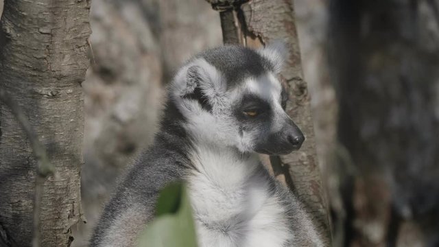 Ring-tailed Lemur Lemur catta sits under a tree and looks away.