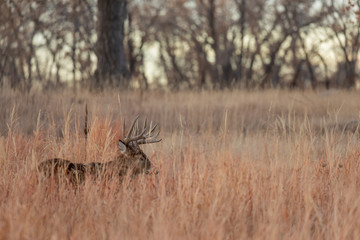 Whitetail Deer Buck During the Fall Rut