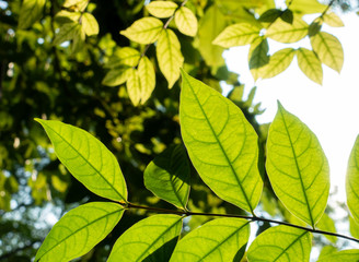 Abstract, nature Green leaf background and beautiful wallpaper.