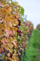 grapevine in autumn