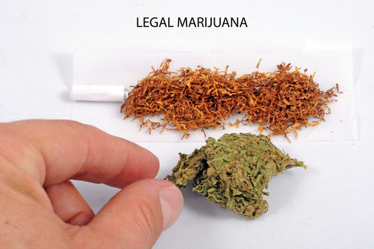 Cannabis and marijuana with high cbd and low thc - flower - light smoking drug - legal and illegal substances - healing herb - ganja oli - tcb and cbd