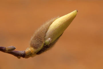 Magnolia flower buds in the field