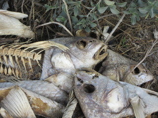 A pile of dead fish near a Gulf of Mexico inlet, Corpus Christi, Texas