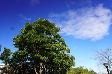 家の敷地から見た初冬の空２
