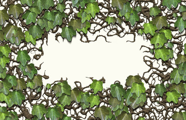  ivy plant leaves