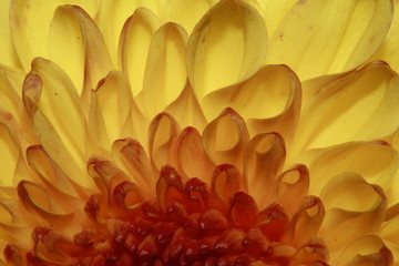 Obraz premium Yellow Chrysanthemum