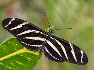 butterfly, zenithal view
