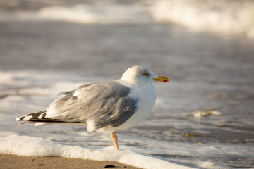 Möwe am Strand steht in ankommender Welle (Schaum) und guckt in Richtung Meer