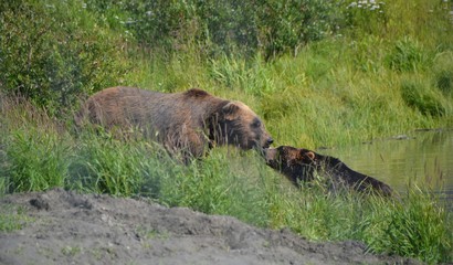 Grizzly Bear or Brown Bear mother and cub