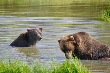 Obraz na płótnie Canvas Grizzly Bear or Brown Bear mother and cub