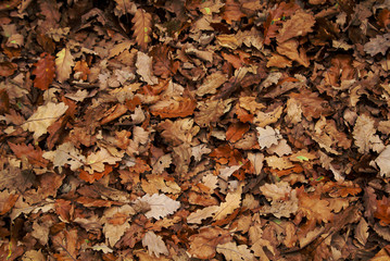 Eichenlaub im Herbst welches auf dem Waldboden liegt