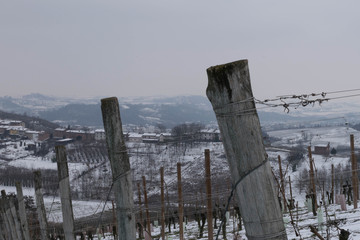 Detail of snow-covered vines in the Piedmont hills