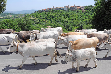 transhumance of the cows - from the plain where they live in winter to the mound where they live in summer