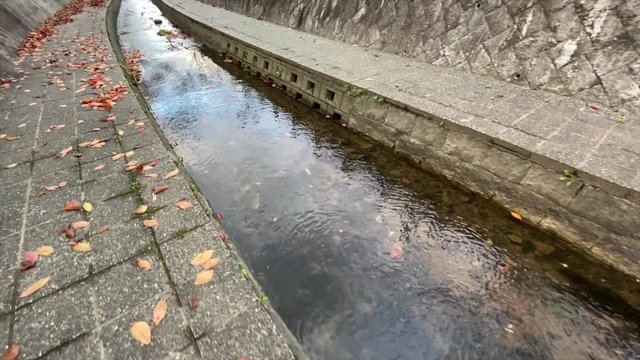 川面の落ち葉 枯葉の道を進む 落ち葉 枯葉 桜並木 桜 初冬 スロー, B-roll 桜紅葉_v27_00512(IMG_4866_2_MOV)