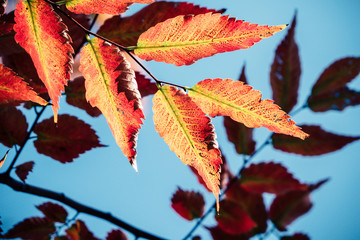 background autumn leaves in Japan