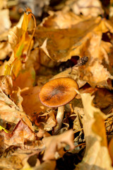 Pilz, Pilze bevölkern den Wald und erfüllen ihn mit Leben