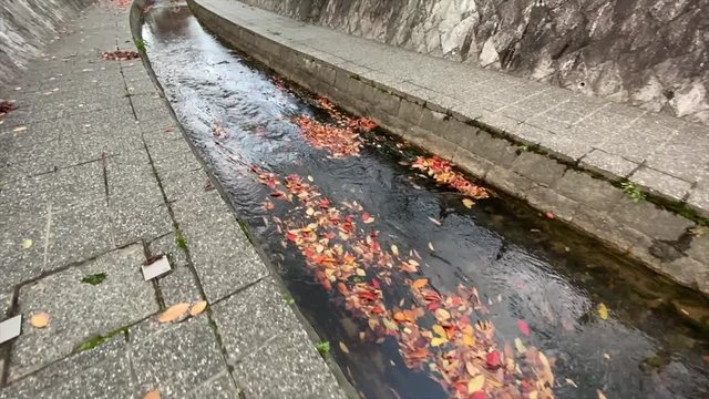 川面の落ち葉 枯葉の道を進む 落ち葉 枯葉 桜並木 桜 初冬 スロー, B-roll 桜紅葉_v26_00511(IMG_4866_1_MOV)