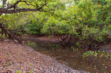 stagnant water in cerrado creek