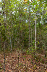 vertical view of cerrado vegetation