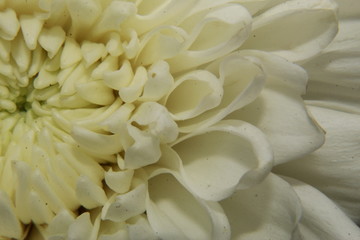 white chrysanthemum petals macro photography.