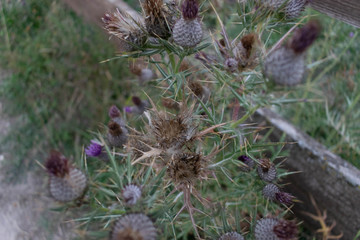 Plant with brown thorns