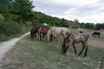 Obraz premium Group of horses grazing in the countryside