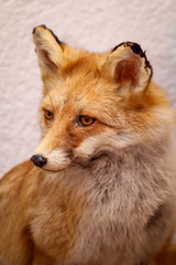 Portrait eines ausgestopften Fuchs